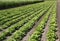 Fields of salad for commercial production