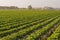 Fields of Strawberries, Carlsbad California