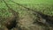 Fields subsoil erosion damage hole pit soil inappropriately managed earth land degradation field. Intensive agriculture