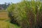 Fields of sugar cane in Madagascar