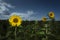 Fields of Sunflowers in Swansea