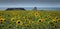 Fields of Sunflowers at Worms head Swansea