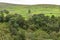 Fields and trees of Swaledale  Walking Path Yorkshire Dales UK 