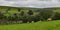 Fields and trees of Swaledale  Walking Path Yorkshire Dales UK 