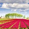 Fields of Tulipin Nethrlands