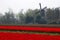 Fields with tulips and the windmill in Keukenhof, Holland