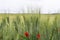 Fields with unripe green pasta durum wheat and red poppies on Sicily, Italy