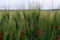 Fields with unripe green pasta durum wheat and red poppies on Sicily, Italy