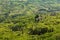 Fields and villages in Konavle region near Dubrovnik. Bird`s-eye shot