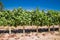 Fields of vineyards in winery Vina Undurraga in Talagante,  Chile