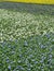 Fields of violets being cultivated in a farm