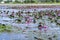 Fields water lilies bloom season in a large flooded lagoon