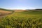 Fields of wheat, barley and soybean along a country road