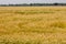 Fields of wheat matured at the end of the summer, close-up