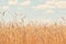 Fields of wheat. Ripe grains. Spikelets of wheat grow in a field on a farm. Wheat crop. Nature of Ukraine.