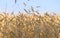 Fields of wheat. Ripe grains. Spikelets of wheat grow in a field on a farm. Wheat crop. Nature of Ukraine.