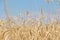 Fields of wheat. Ripe grains. Spikelets of wheat grow in a field on a farm. Wheat crop. Nature of Ukraine.