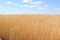 Fields of wheat. Ripe grains. Spikelets of wheat grow in a field on a farm. Wheat crop. Nature of Ukraine.