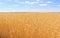 Fields of wheat. Ripe grains. Spikelets of wheat grow in a field on a farm. Wheat crop. Nature of Ukraine.