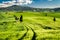 Fields of wheat in the valley in Tuscany