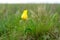 Fields of wild steppe tulips on a cloudy morning. yellow wild tulips Tulip Schrenk spring