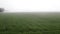 Fields of winter wheat in spring and groves in the morning fog