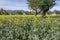 Fields with yellow flowers in the spring