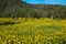 Fields with yellow flowers in the spring