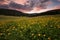 Fields of yellow peonies flower in Bulgaria.