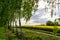 Fields of yellow rapeseed and green birch trees