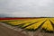Fields of yellow and red tulips in a row on the island Goeree Overflakkee during springtime in the Netherlands