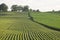 Fields of young corn and soybeans in late afternoon sunlight