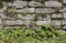 Fieldstone wall with various different wild plants