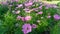 Fiels of beautiful Pink, violet and White Cosmos hybrid blooming on green leaves of bush, yellow petals of marigold on background