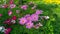 Fiels of beautiful Pink, violet and White Cosmos hybrid blooming on green leaves of bush, yellow petals of marigold on background