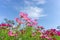 Fiels of beautiful Pink, violet and White Cosmos hybrid blossom under vivid blue sky and white clouds in a sunny day