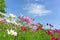 Fiels of beautiful Pink, violet and White Cosmos hybrid blossom under vivid blue sky and white clouds in a sunny day