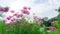 Fiels of beautiful soft Pink, violet and White Cosmos hybrid blossom under vivid blue sky and white clouds in a sunny day, trees