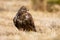 Fierce common buzzard screeching on field in autumn.