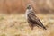 Fierce common buzzard sitting the ground in autumn nature