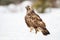 Fierce common buzzard sitting on snow in winter nature.