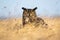 Fierce european eagle owl looking into camera intensely with orange eyes