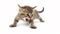 Fierce Feline Fury: The Pouncing Kitten