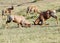 Fierce fight between two Topi antelopes