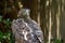 The fierce gaze of a Martial Eagle