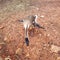 Fierce goose walking at farm