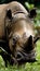 Fierce Guardian of the Forest The Majestic Sumatran Rhino Roams