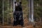 A fierce and intimidating Black Bear standing on its hind legs, showing off its fierce and intimidating nature. Generative AI