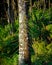 Fierce lancewood tree. Endemic to Aotearoa / New Zealand