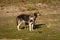 Fierce looking East-European shepherd dogs on a grassy ground